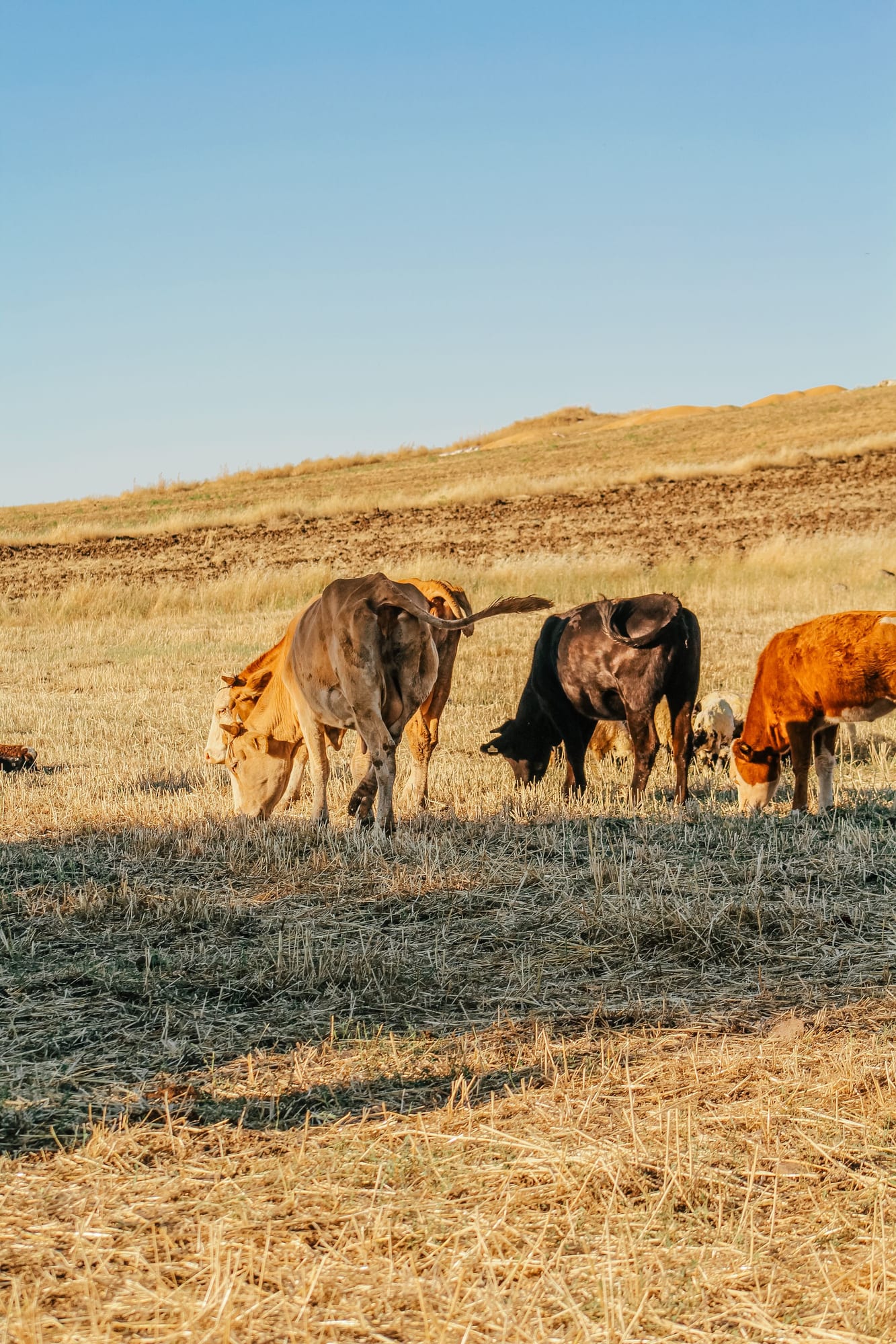 Cattle grazing on open farmland representing controlled bovine sourcing